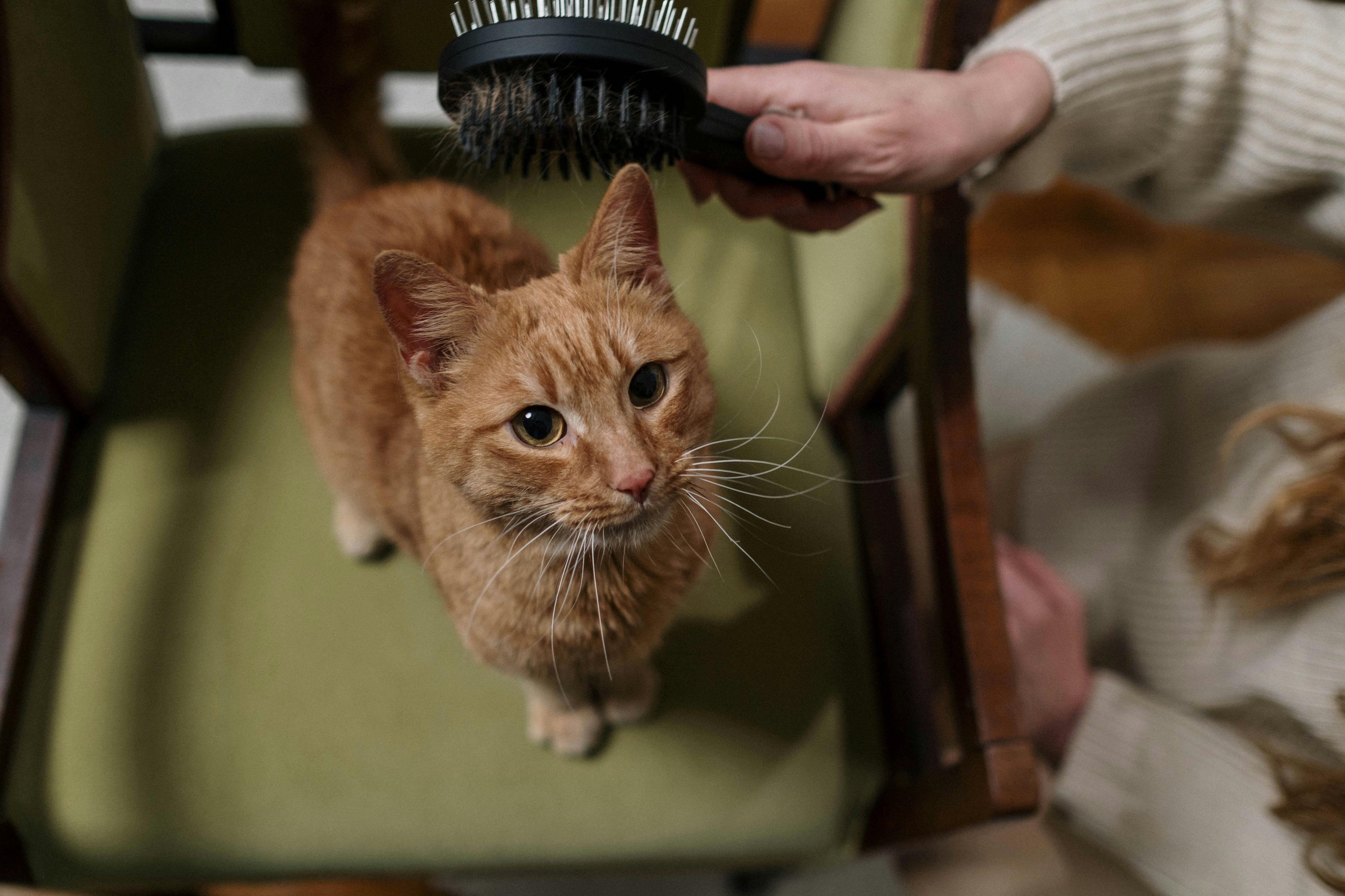 Cat Wellness