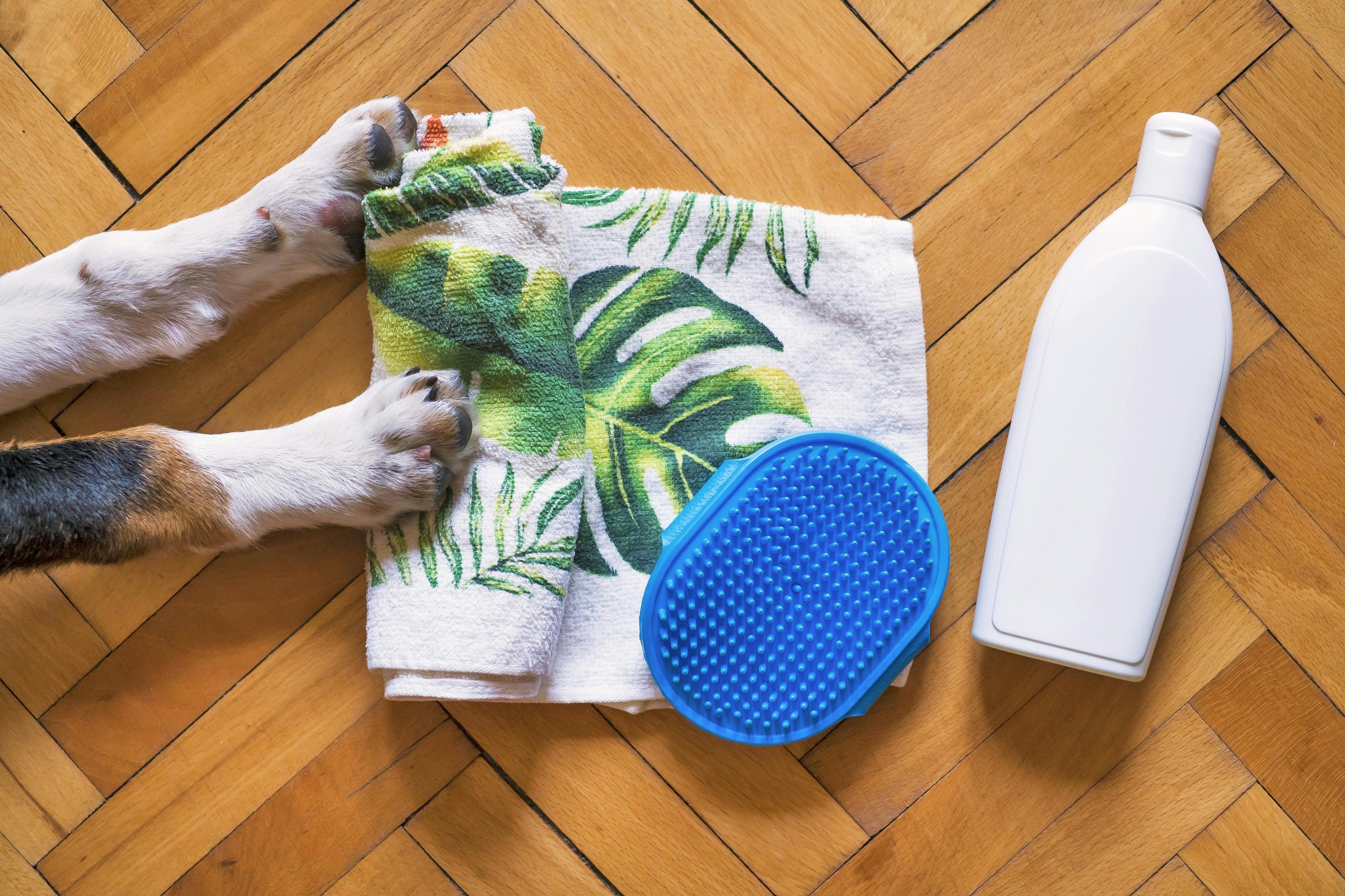 Dog Wellness
