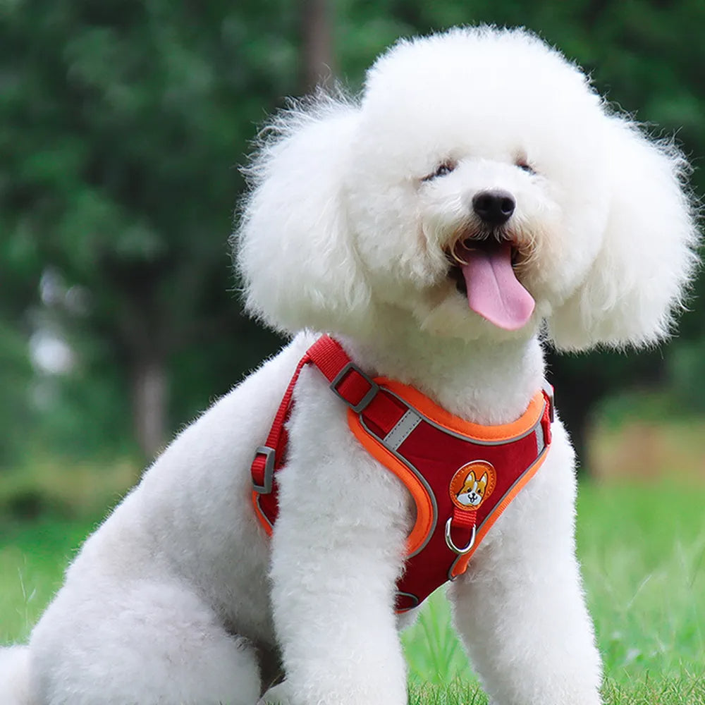 FlexiPaws No-Pull Harness & Leash Set